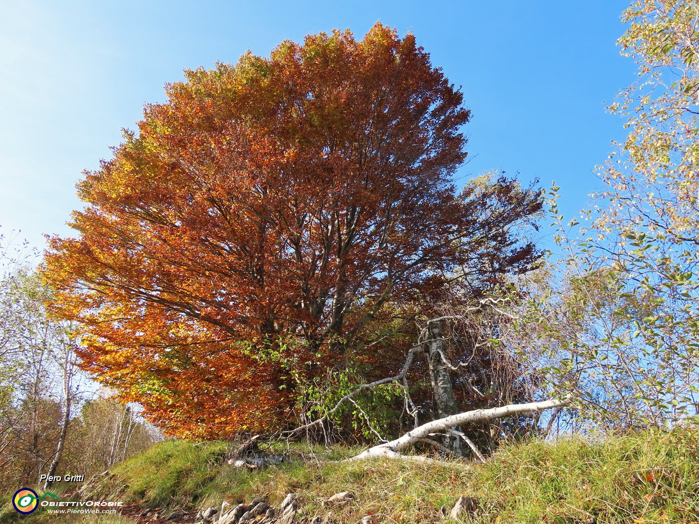 30 Maestoso faggio in veste autunnale.JPG